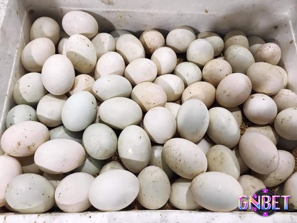 Mơ thấy nhiều trứng vịt báo hiệu sự sung túc và thịnh vượng trong gia đình