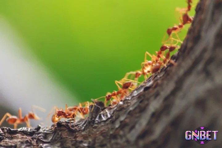 Chiêm bao thấy kiến có những dự báo gì?