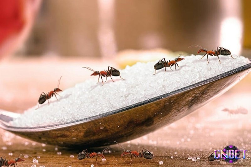 Chiêm bao thấy kiến mang lại con số tài lộc