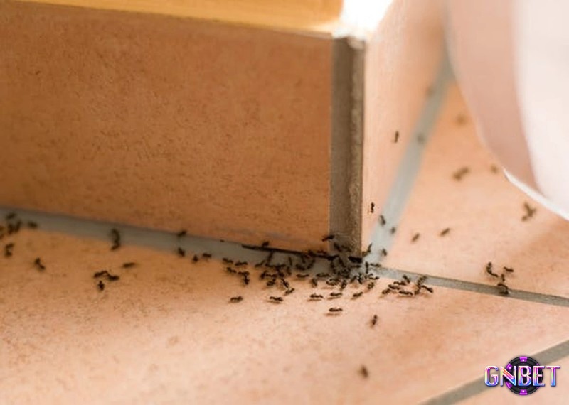 Mơ thấy kiến chạy đi tán loạn ám chỉ sự bất ổn