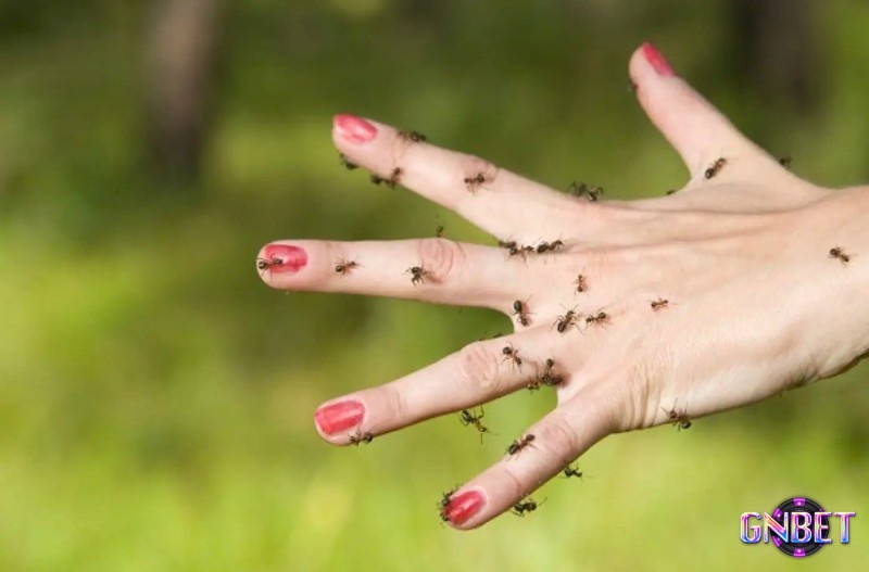 Chiêm bao thấy kiến bám trên người là may mắn tiền bạc