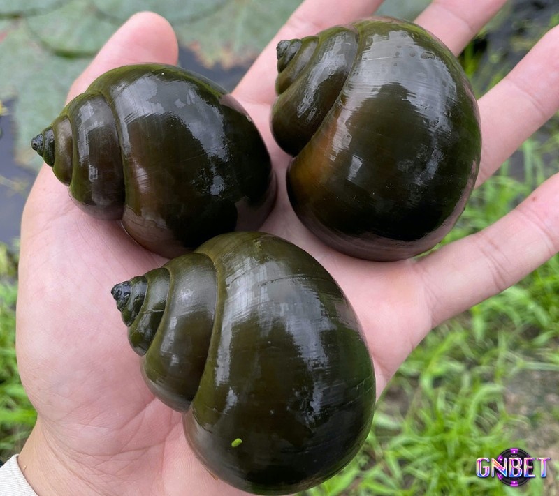 Nằm chiêm bao bắt ốc dưới ao ngụ ý sự kiên nhẫn