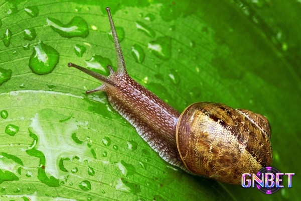 Chiêm bao thấy ốc có bộ số đề lộc lá