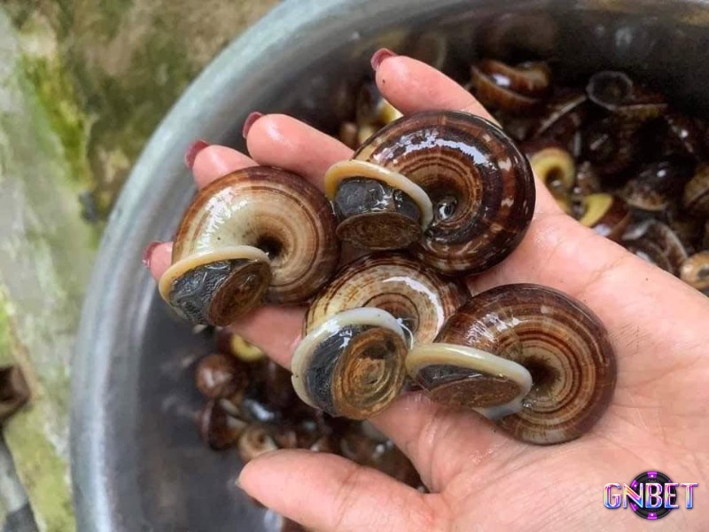 Chiêm bao thấy ốc giúp bạn làm giàu nhanh