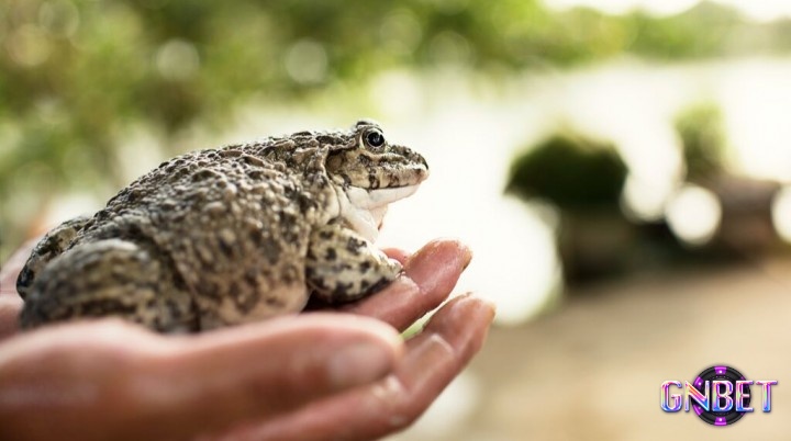 Giấc chiêm bao thấy ếch chứa đựng những điềm báo thú vị