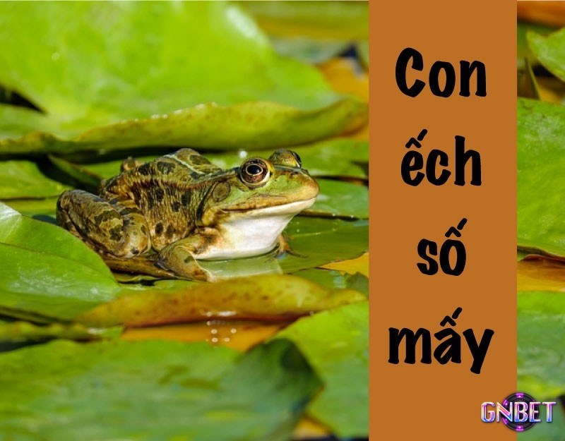 Chiêm bao thấy ếch có bộ số đề lộc lá trúng lớn