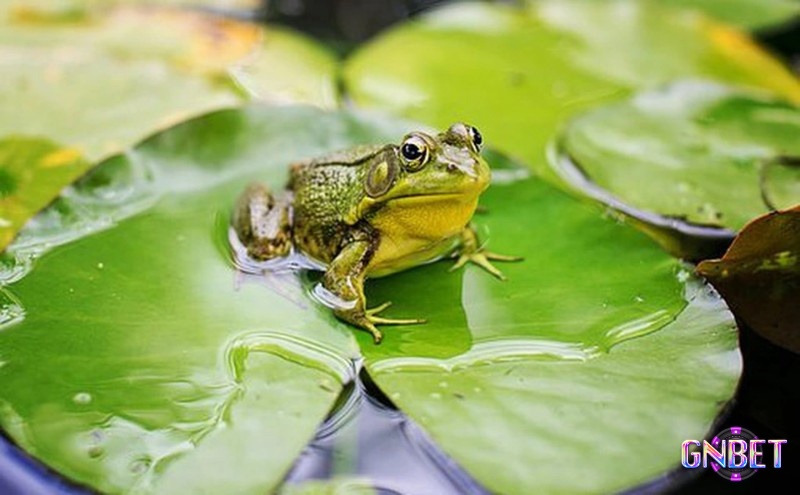 Chủ mộng có thể làm giàu khi chiêm bao thấy ếch