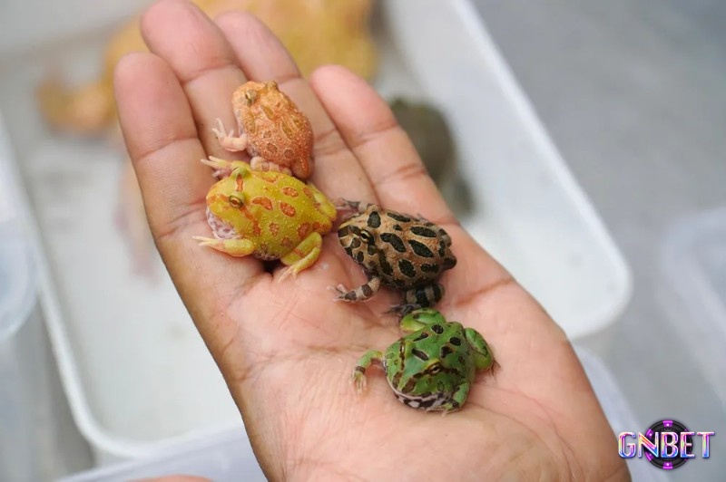 Mơ thấy đi mua ếch cảnh báo về sức khỏe của bạn