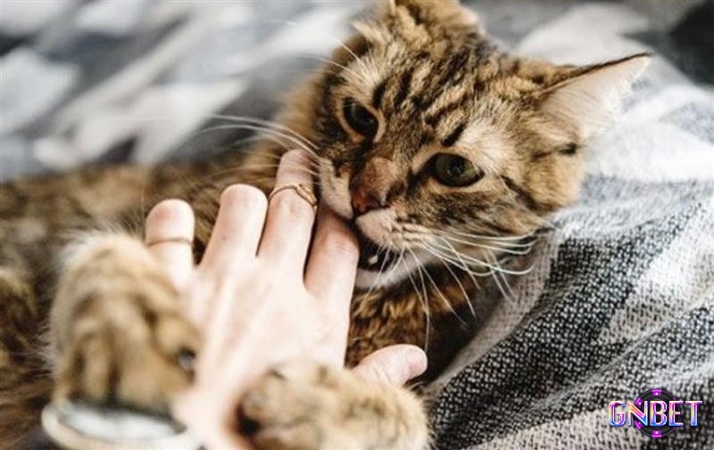 Chiêm bao thấy mèo cắn chứa đựng điềm báo đặc biệt