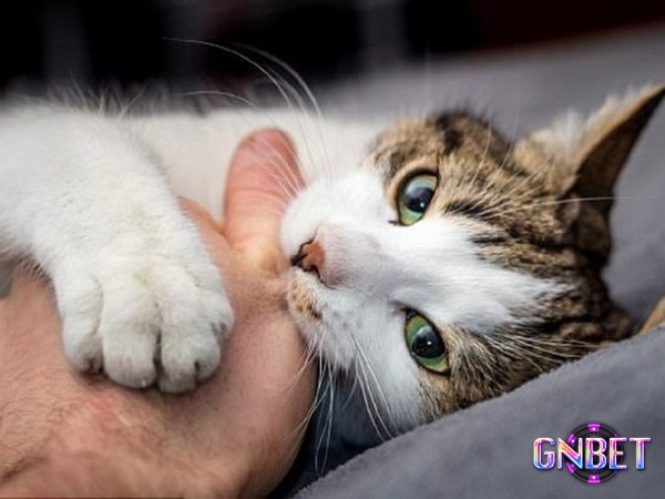 Nằm mơ mèo cắn mình nhắc bạn đề phòng kẻ tiểu nhân