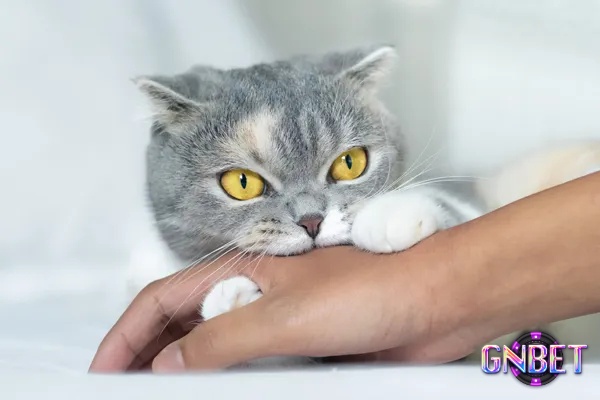 Chiêm bao thấy mèo cắn sẽ mang tới số đề tài lộc