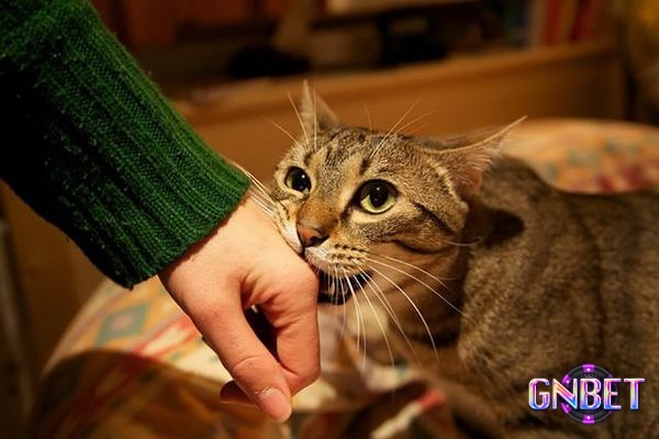Chiêm bao thấy mèo cắn giúp bạn làm giàu