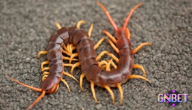 Lý giải chiêm bao thấy con rết để tìm ra điềm báo tâm linh 