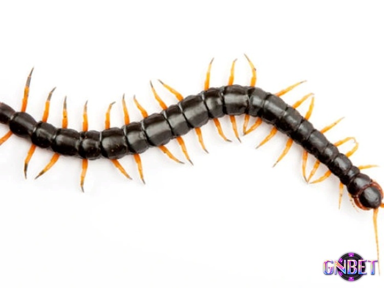 Chiêm bao thấy con rết mang tới con số đề tài lộc chiều nay 