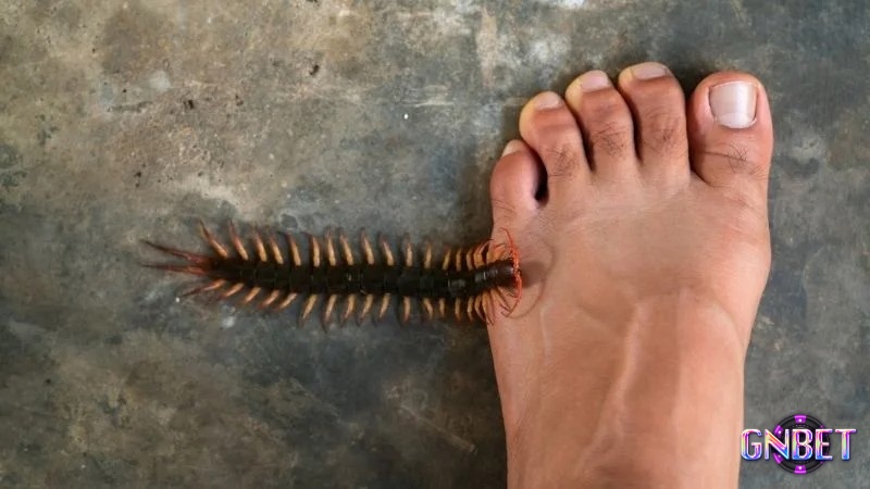 Mơ rết bò lên chân nhắc nhở bạn nên suy nghĩ cẩn thận 