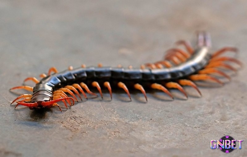 Chiêm bao thấy con rết là cơ hội để bạn trúng đề 