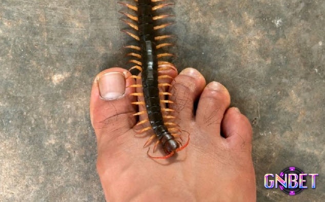 Hình ảnh con rết đại diện cho sự phản bội và sự thay đổi 