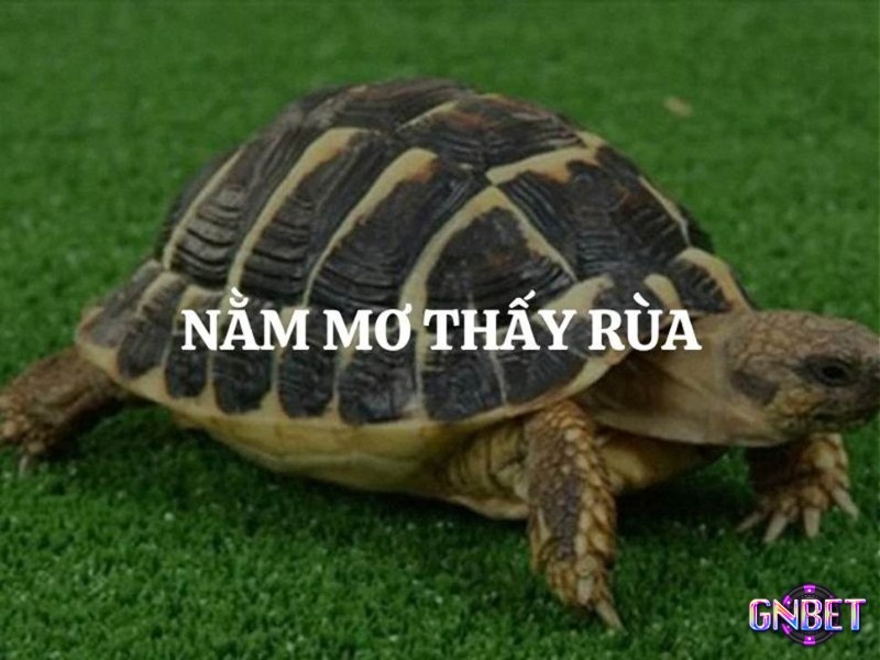 Mơ thấy rùa ẩn chứa bộ số đề lộc lá giúp trúng lớn chiều nay 