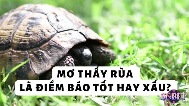 Mơ thấy rùa mang lại điềm báo theo từng chi tiết mơ 