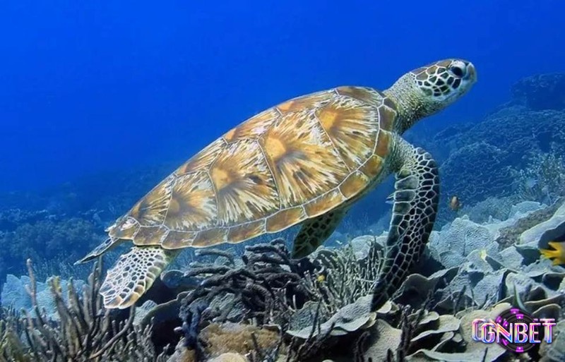 Mơ thấy rùa biển mang lại tin vui tiền bạc trong tương lai 