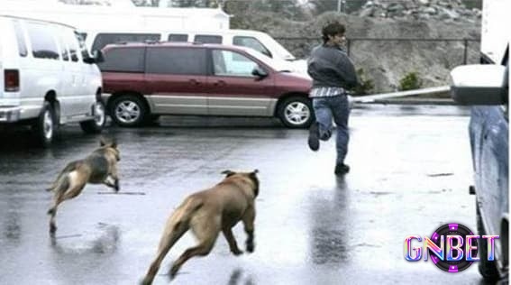 Mơ thấy bị động vật đuổi báo hiệu những vấn đề trong các mối quan hệ sắp xảy ra