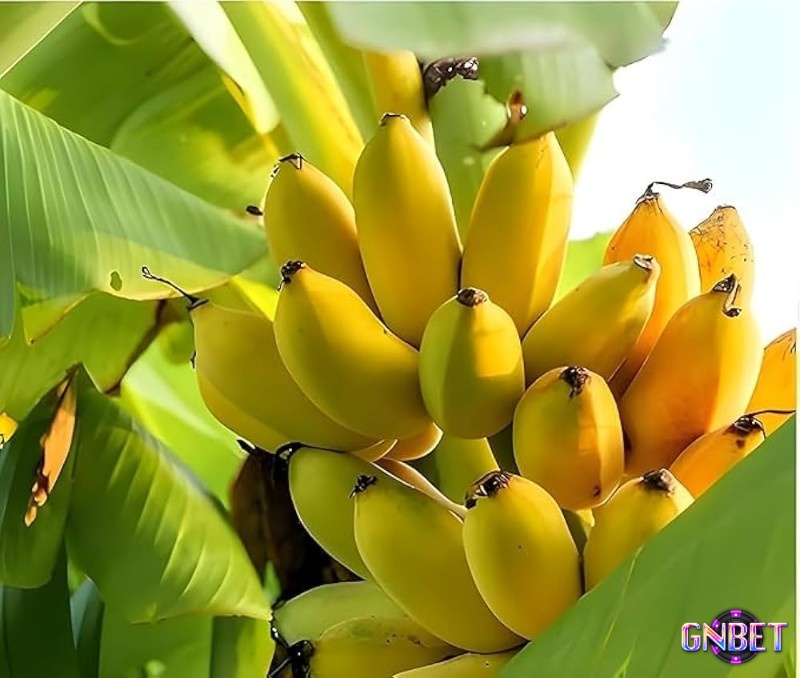 Giấc chiêm bao thấy chuối chín theo kiểu hái chuối chín trên cây báo hiệu cố gắng của bạn rồi sẽ được đền đáp